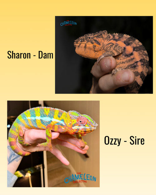 SireDam.png