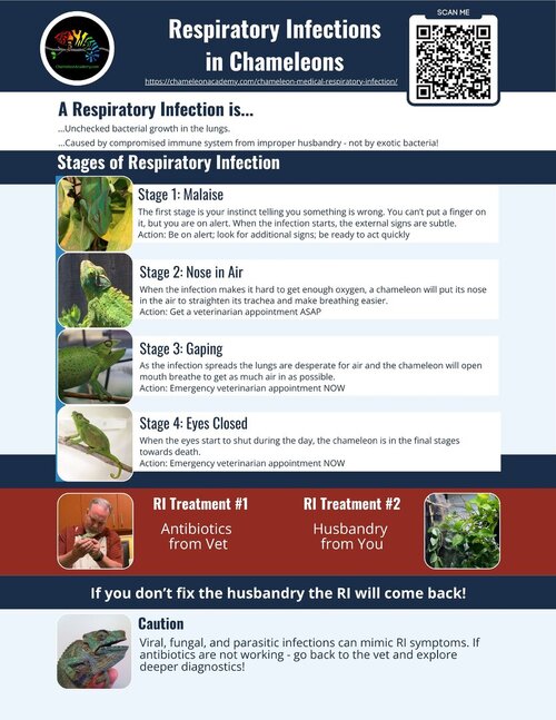 Chameleon Academy Infographics.jpg