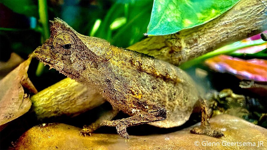 brookesia-therezieni-43-1-jpg.jpg