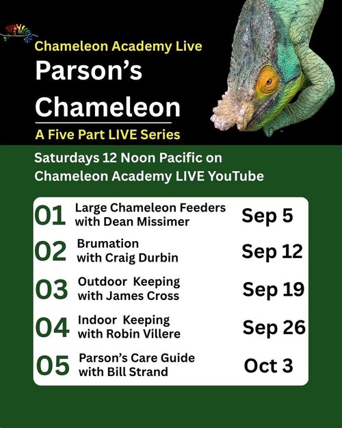 Parsons chameleon Live.jpg