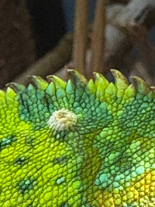 IMG_8831.jpeg