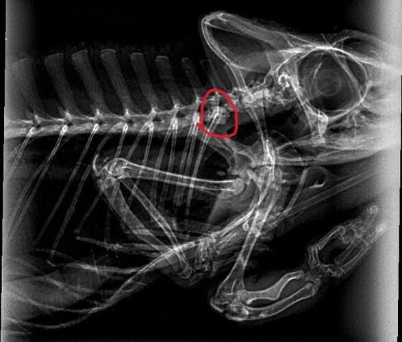 xrays5_lucifer.jpg