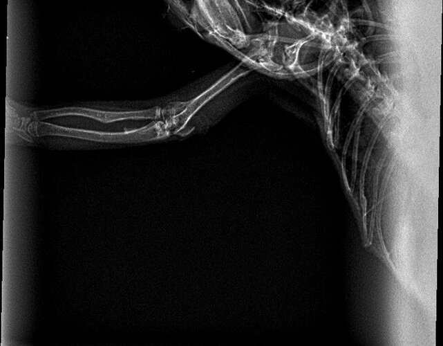 xrays4_lucifer.jpg