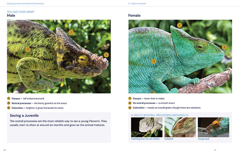Sample Spread 3 800x518.jpg