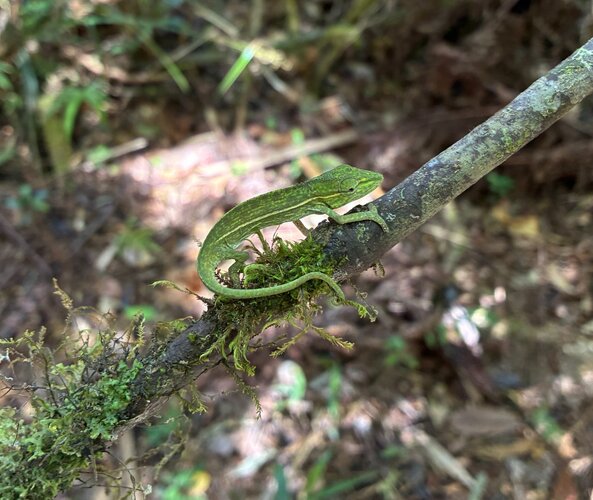chameleon sp at Mantardia forest.JPG