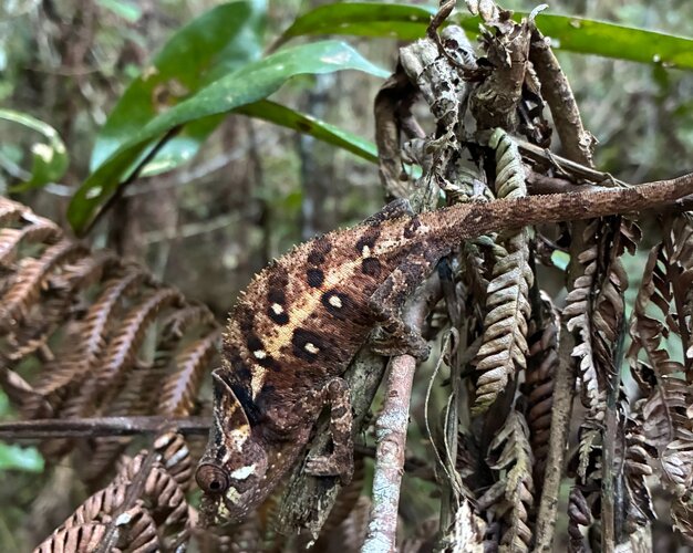 chamelon sp 2 at mantardia forest.JPG