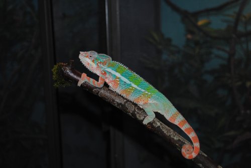 DSC_0817.jpg