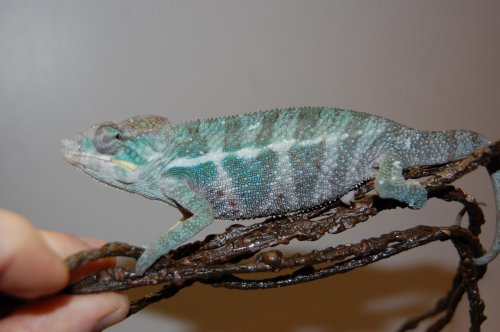 BANJA  4MONTH 002.jpg