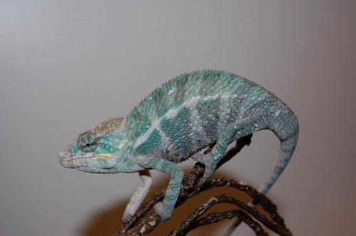 BANJA  4MONTH 001.jpg