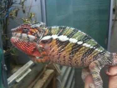 Luciferjrmale3.5monthsa.jpg