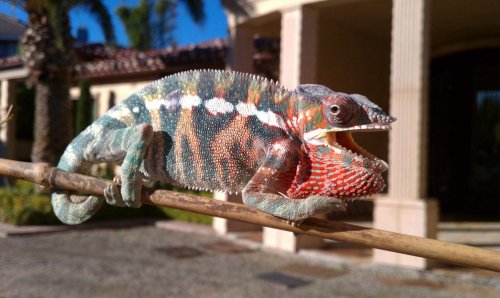 sunning 1.jpg