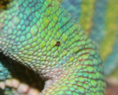 Bill Spot close up.jpg