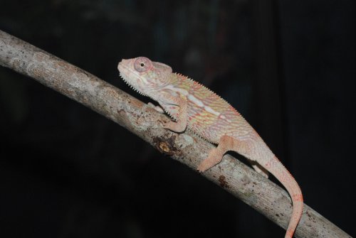 9-28 male1.jpg