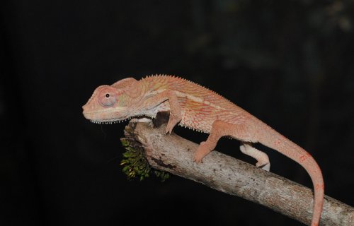 9-28 male2.jpg