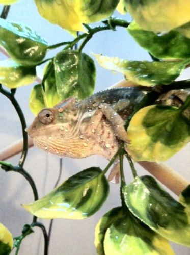 pascal3.jpg