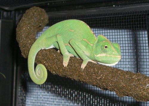Chameleon.jpg