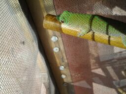 gecko.jpeg