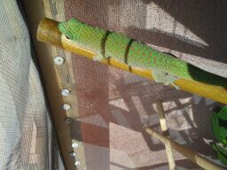 gecko2.jpeg