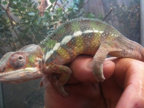 Taz4.5male.JPG