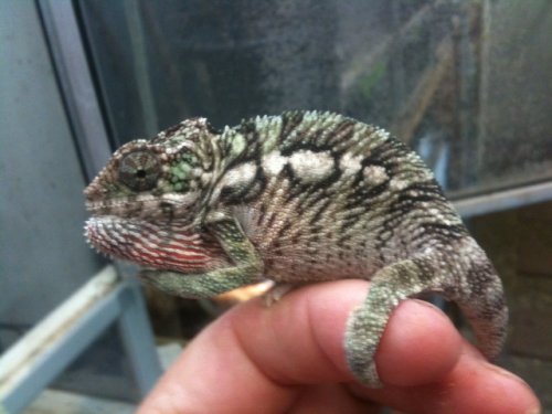 Luciferjr2.75male.JPG