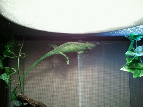 K.multi checkin his pad out.jpg