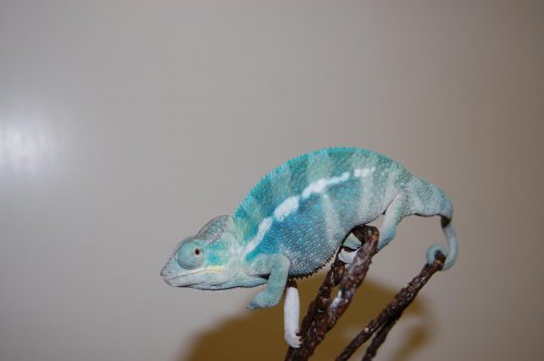 BLUE aMBANJA.jpg