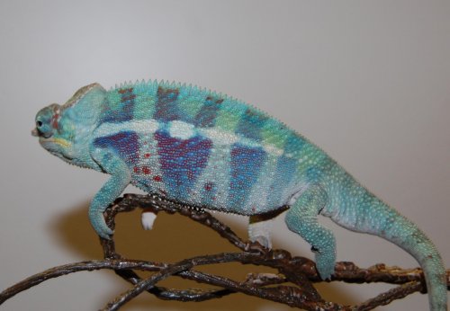 BLUE aMBANJA 002.jpg