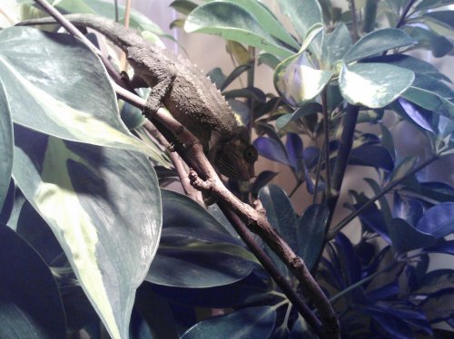 in the cham jungle.jpg