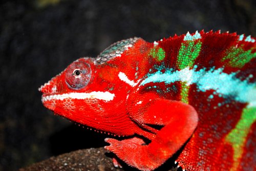 DSC_6083.jpg