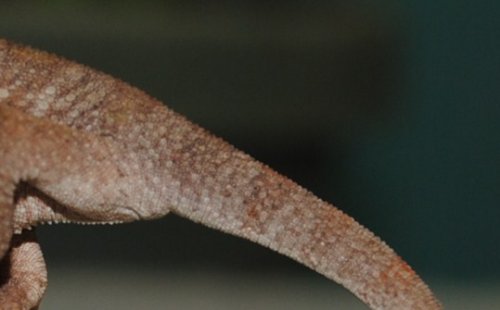 DSC_1129.JPG