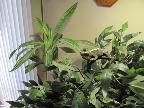 Ernie chillin free range style 003.jpg