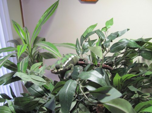 Ernie chillin free range style 004.jpg