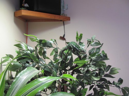 Ernie chillin free range style 001.jpg