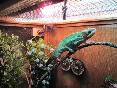 back in his home 001.jpg