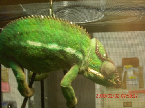 mitsio and home 051.jpg