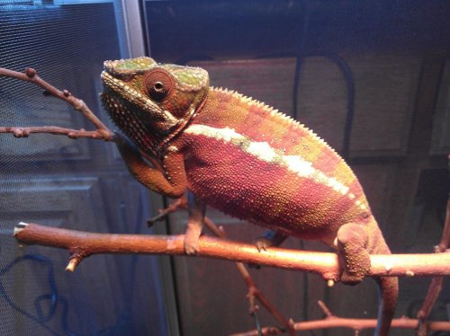 masola with hand up.jpg