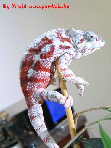 Masola from pardalis.be.jpg