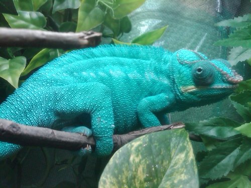 Abigblue3.jpg