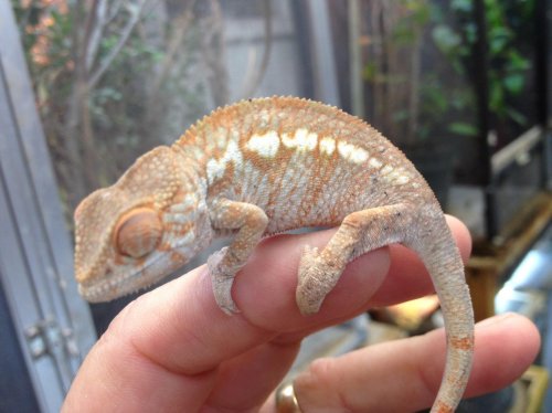 femaleambilobe cross.jpg