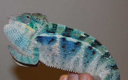 blue beast 1 001.jpg