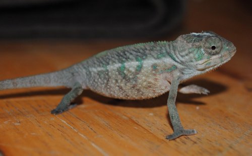 DSC_1243.jpg