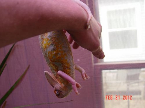 goldenarcher1328-albums-our-high-translucent-veil-male-sweeney-picture14602-chameleon-bat-chamel.jpg