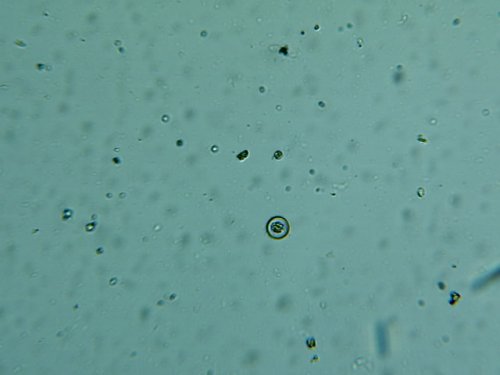 Img00029.jpg
