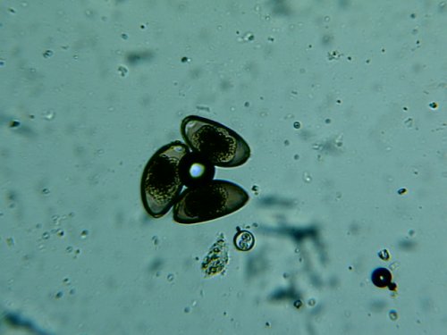 Img00033.jpg