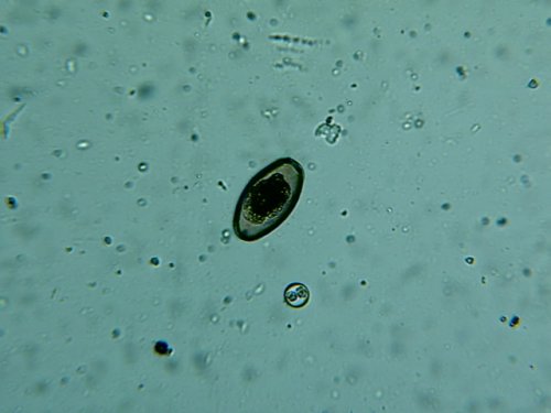Img00037.jpg