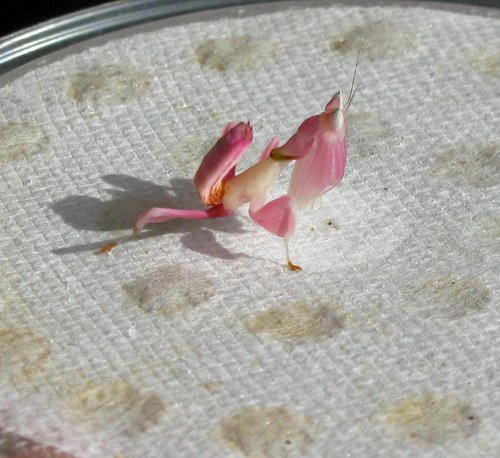 Orchid mantis.jpg