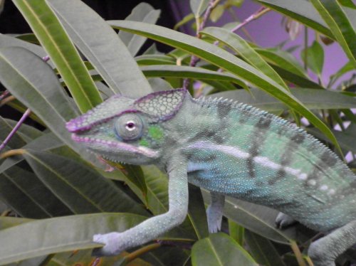 nosey be male 002.jpg