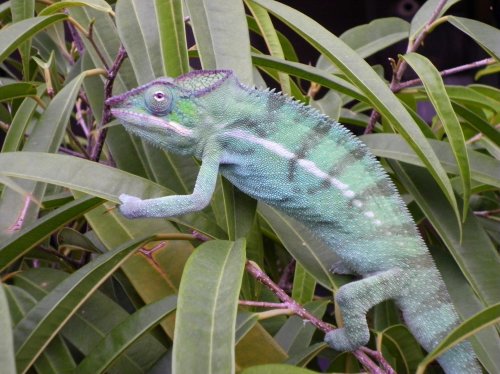 nosey be male 004.jpg