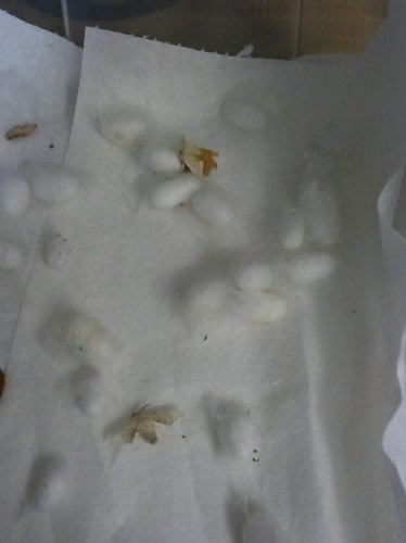 Silk moths and cocoons Image6.jpg