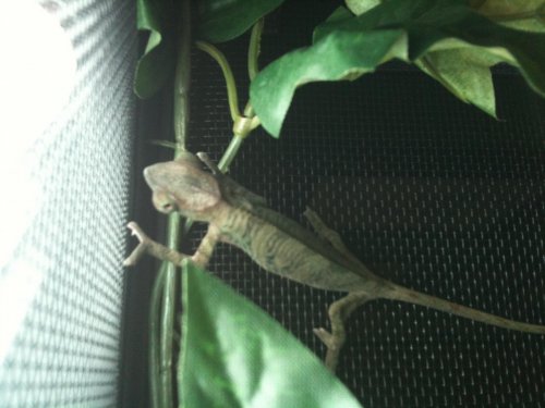 little cham.jpg